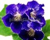 Streptocarpus DEM-BLUE CLOVER